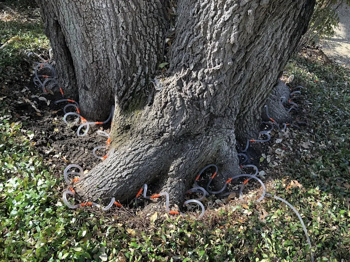 Detailed Tree Cabling and Bracing job site in Las Vegas