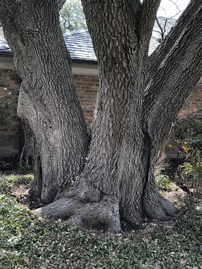 Mature heritage tree close to a Las Vegas property cared for by certified arborists